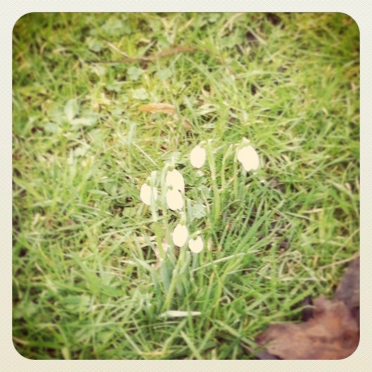 Snow drops signal the slow end of winter